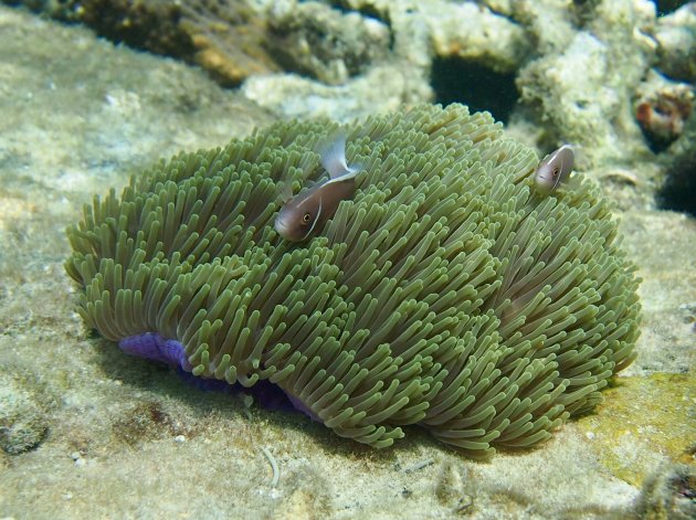 Amphiprion perideraion