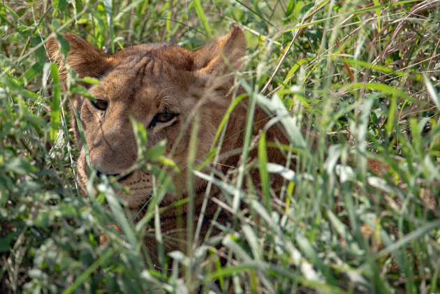 Uganda de parel van afrika