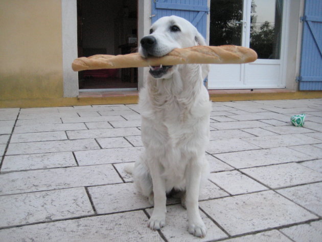 Du pain et la chein...