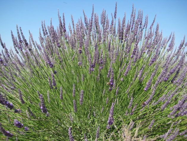 Lavendel