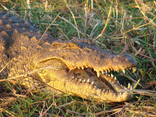 Croc in Chobe