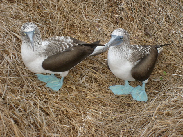 Blue footed boobies