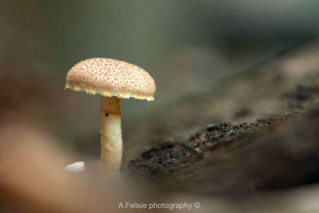 Klein kunstwerkje uit de natuur