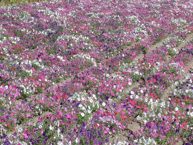 Bloemenveld naar St.Remy de Provence