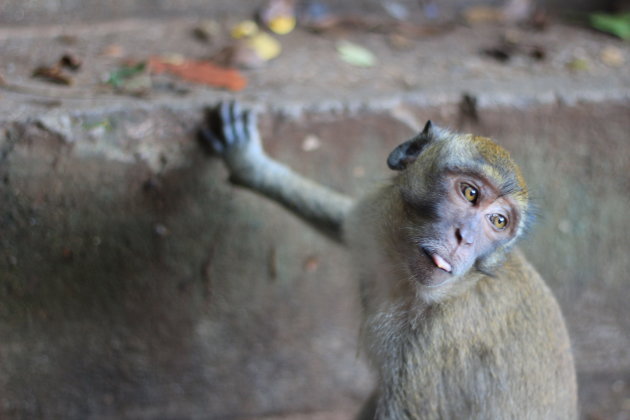 Aap bij de Tiger Cave Tempel