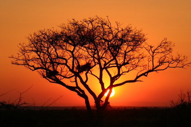 Acacia sunset