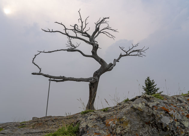 Burmis tree