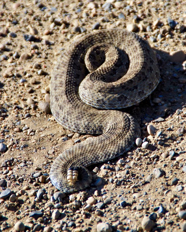 Ratelslang in Canada