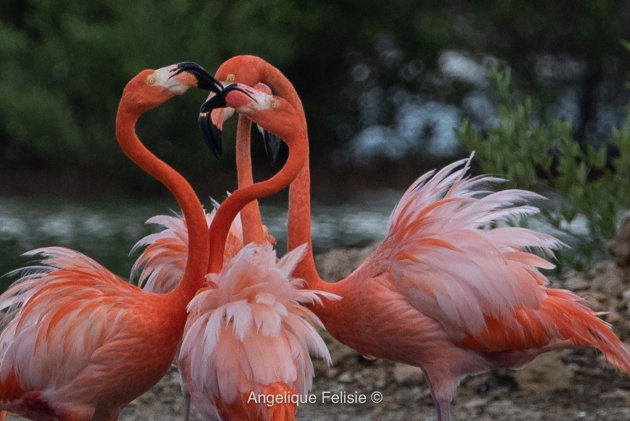 Saltlakes & Flamingos