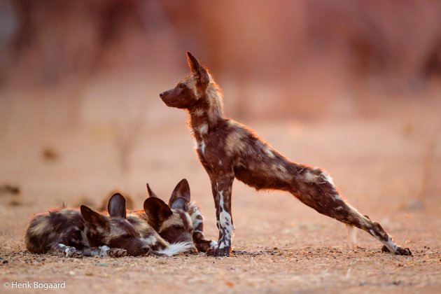 Wilde honden pups ontwaken bij zonsopkomst in Mana Pools - Zimbabwe