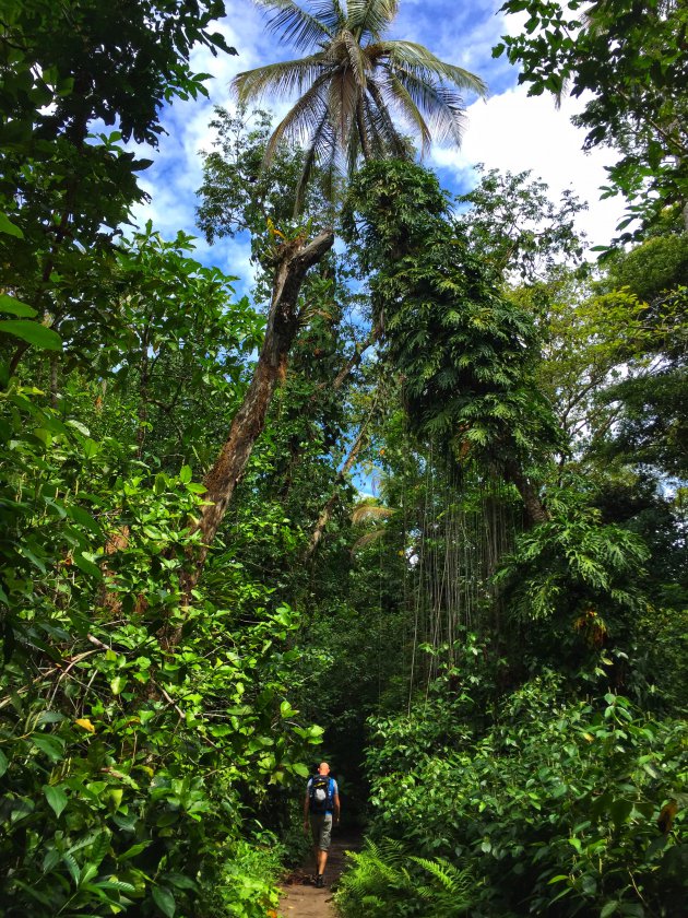Jungle van Costa Rica