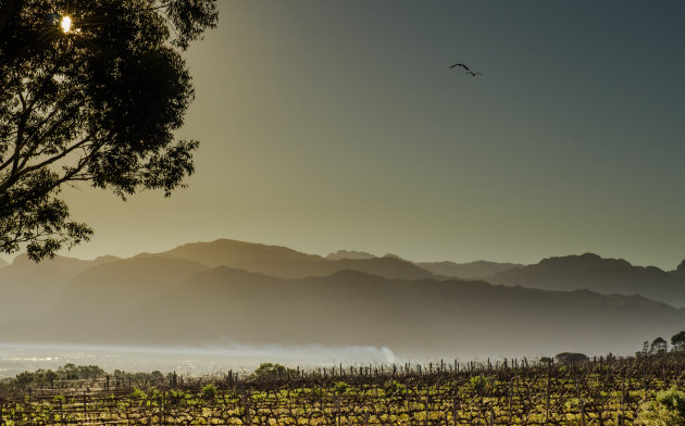 Ochtendgloren over Stellenbosch