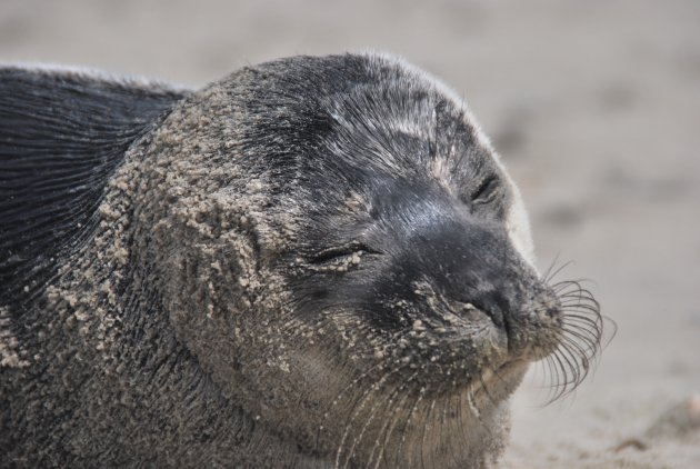 Huiler op het strand van Schiermonnikoog