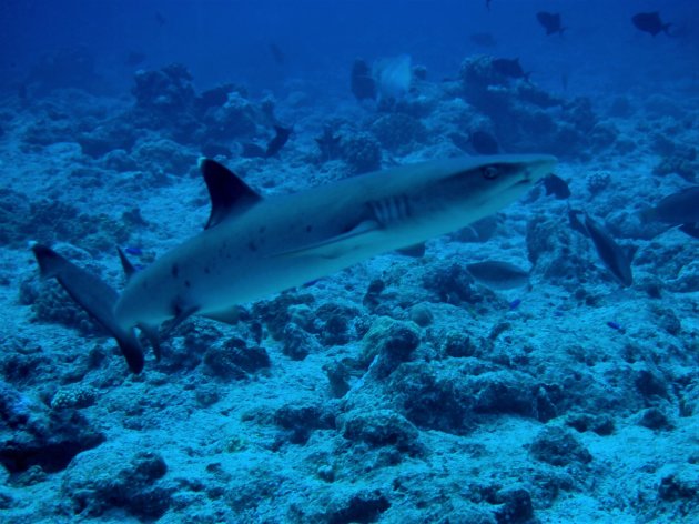 Whitetip reefshark