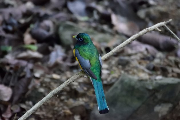 Carara NP Villa Lapas