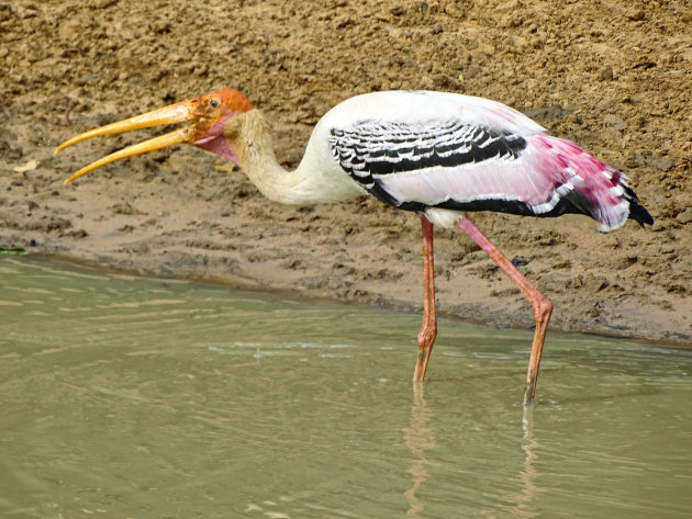 Op zoek naar wat lekkers