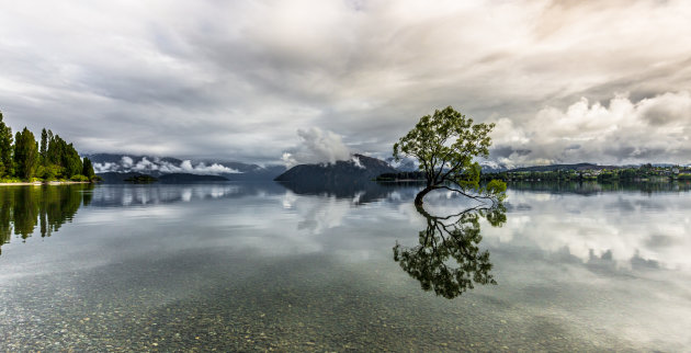 Eenzame boom in het meer van Wanaka