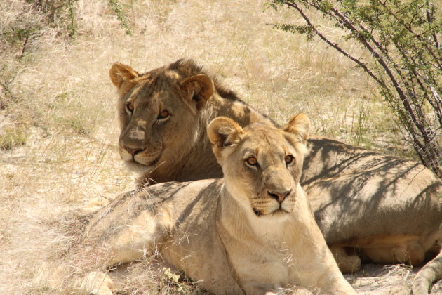 Machtige beesten in Etosha National Park