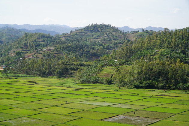 Rwanda is verfrissend groen