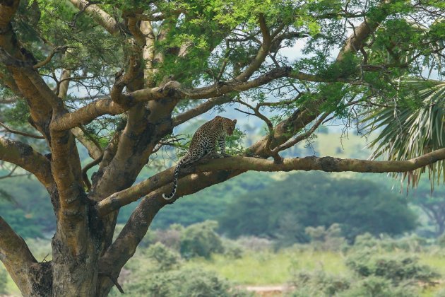 Luipaard zoeken in Murchison Nationaal Park