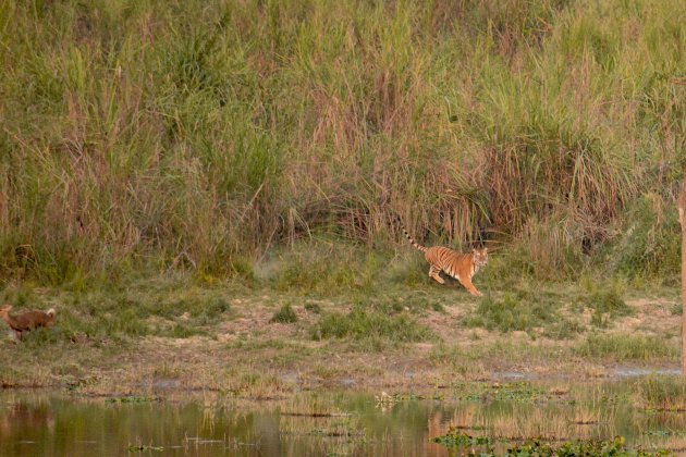 Tijger en zwijnshert in Kaziranga.