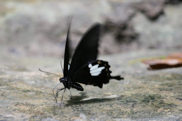 Zwarte vlinder 