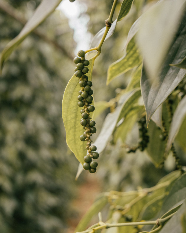 Kampot's finest Pepper