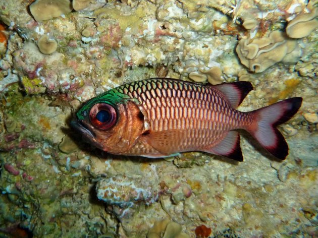 Big eye soldier fish