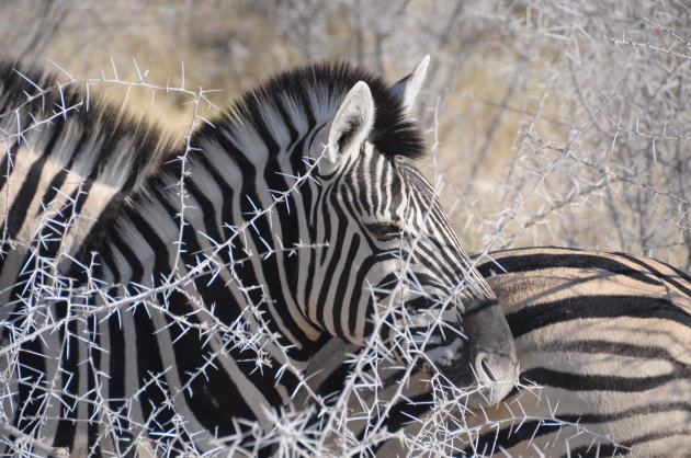 Zebra