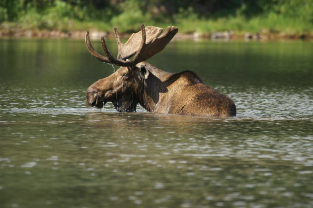 eland in het water