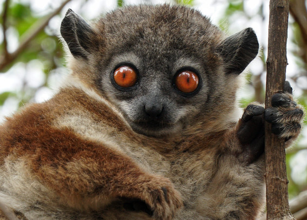 De maki in Madagaskar