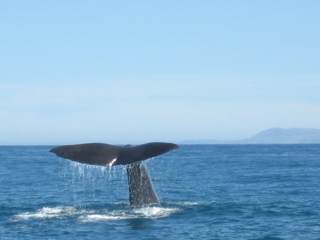 Kaikura Whales