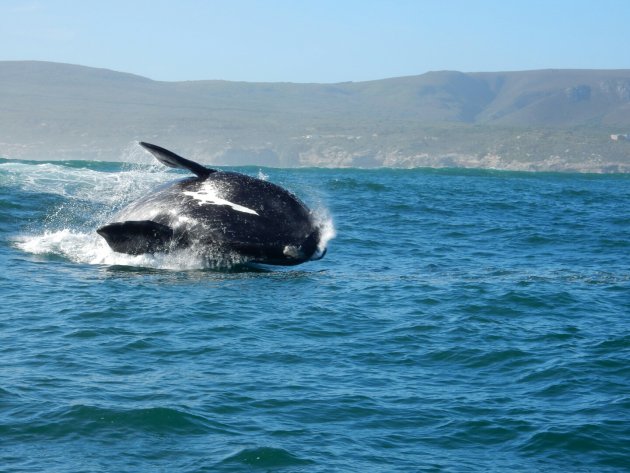 Walvis bij Hermanus