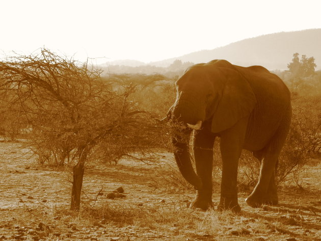 Olifant bij zonsondergang