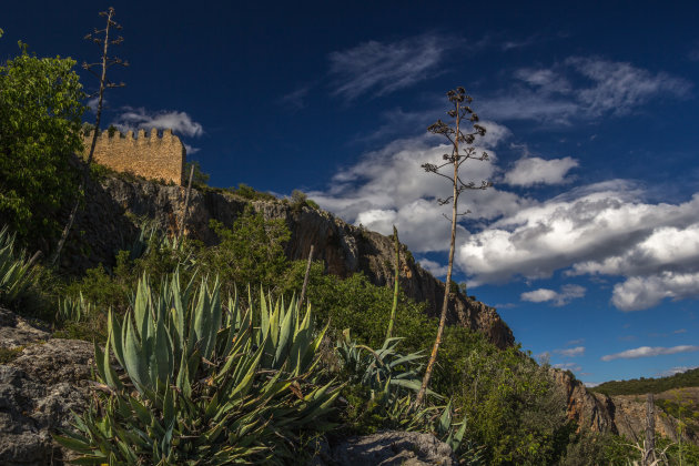 Bloeiende agave.