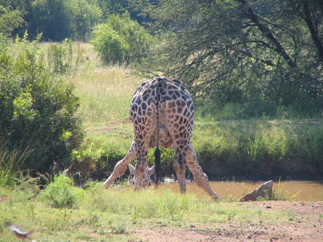 drinkende giraf