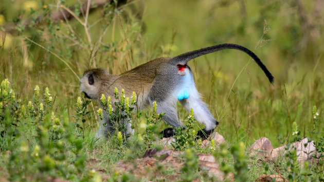 Apen soorten in Uganda