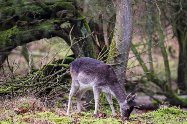 Wandelen in de AWD