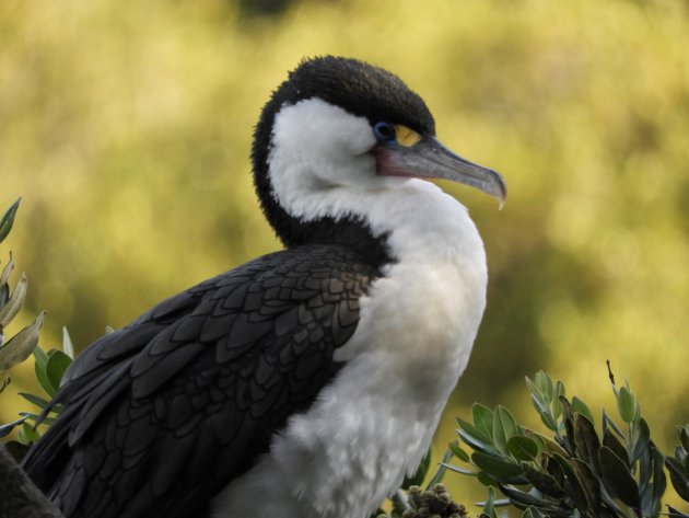 Pied Shag