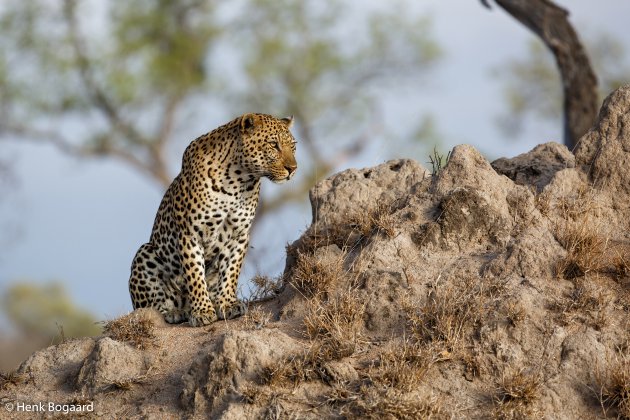 Luipaard mannetje op een termietenheuvel in Sabi Sands GR in Zuid Afrika