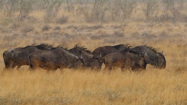 wildebeesten in de regen