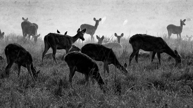 Barasingha in Kaziranga.