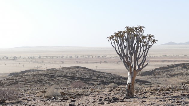 Kokerboom in het dorre landschap