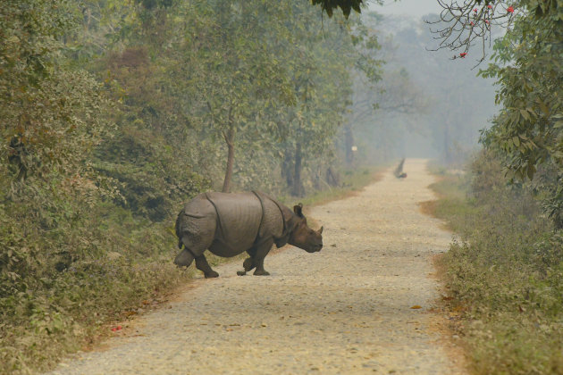 Spelbreker - Indische Neushoorn in Manas National Park