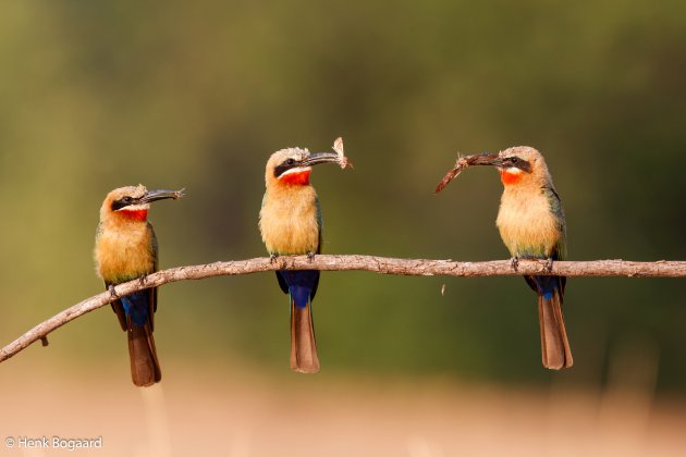 3x raak bij de witkapbijeneters in Mana Pools in Zimbabwe