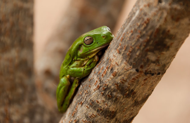 Een groene vriend op je slaapzak