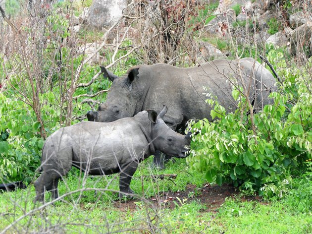 wandelsafari in Matobo,s NP