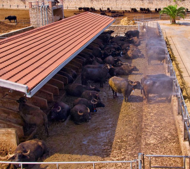 Mozarella Farm in Paestum