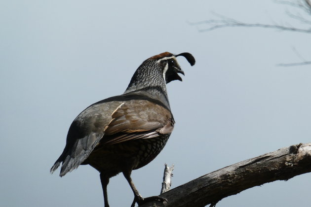 California Quail?