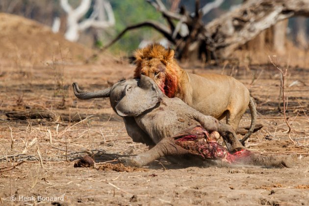 Big five eating big five - Mana Pools - Zimbabwe